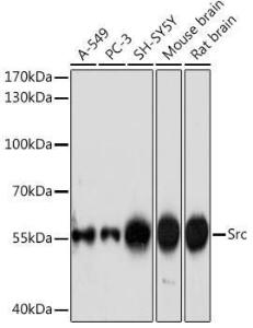 Western blot analysis of extracts of various cell lines, using Anti-Src Antibody (A308644) at 1:1,000 dilution