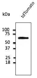 293HEK cells, transfected with cDNA, detected with Anti-tdTomato Antibody at a 1:1000 dilution. Lysate at 50 µg and rabbit anti-goat IgG antibody (HRP) at a 1:10000 dilution