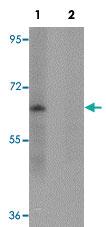 Anti-ZSCAN4 Rabbit Polyclonal Antibody