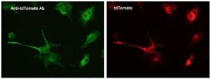 293HEK cells, transfected with cDNA, fixed with 4% PFA, stained with Anti-tdTomato Antibody at a 1:50 dilution