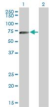 Anti-HLX Mouse Polyclonal Antibody