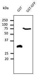 Anti-GST Antibody at a 1:1,000 dilution, 50ng of protein per lane, and rabbit anti-goat IgG antibody (HRP) at a 1:10,000 dilution