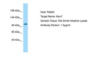 Anti-ATXN7 Rabbit Polyclonal Antibody