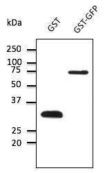 Anti-GST Antibody at a 1:1,000 dilution, 50ng of protein per lane, and rabbit anti-goat IgG antibody (HRP) at a 1:10,000 dilution