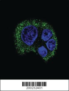 Anti-TYRO3 Mouse Monoclonal Antibody