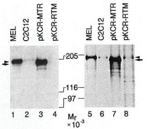 Anti-DNMT1 Rabbit Polyclonal Antibody