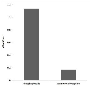 ELISA for immunogen phosphopeptide (left) and non-phosphopeptide (right) using Anti-FLT3 (phospho Tyr599) Antibody