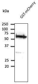 Anti-GST Antibody at a 1:2,000 dilution, 50ng of protein, and rabbit anti-goat IgG antibody (HRP) at a 1:10,000 dilution