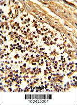 Anti-CD33 (SIGLEC3) Rabbit Polyclonal Antibody