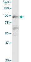 Anti-MAP4K1 Mouse Monoclonal Antibody [clone: 1G6]