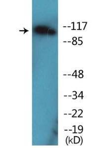 Western blot analysis of lysates from COS7 cells treated with EGF 200 ng/ml 30' using Anti-FLT3 (phospho Tyr599) Antibody