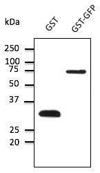 Anti-GST Goat Polyclonal Antibody