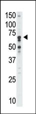 Anti-SIGLEC5 Rabbit Polyclonal Antibody