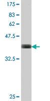 Anti-PITPNB Mouse Polyclonal Antibody