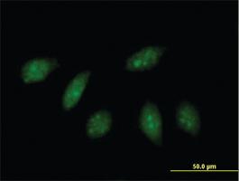 Anti-HLX Mouse Polyclonal Antibody