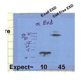 Anti-exd Rabbit Polyclonal Antibody