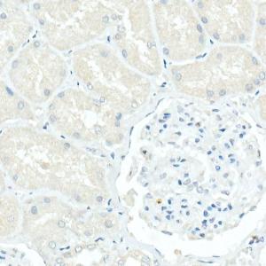 Immunohistochemistry analysis of paraffin-embedded human kidney (negative control sample) using Anti-CD79a Antibody [ARC0482] (A307607) at a dilution of 1:100 (40x lens)