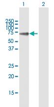 Anti-HLX Rabbit Polyclonal Antibody