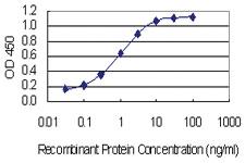 Anti-MAP4K1 Mouse Monoclonal Antibody [clone: 1G6]