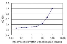 Anti-MOCS3 Antibody Pair