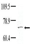 Anti-TNK1 Rabbit Polyclonal Antibody