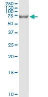 Anti-HLX Rabbit Polyclonal Antibody