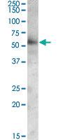 Anti-GOPC Goat Polyclonal Antibody