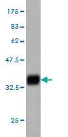 Anti-MED17 Mouse Monoclonal Antibody [clone: 4D4]