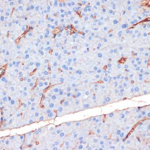 Immunohistochemistry analysis of paraffin-embedded mouse pancreas using Anti-eNOS (phospho Ser1177) Antibody (A10995) at a dilution of 1:200 (40x lens). Perform microwave antigen retrieval with 10 mM Tris/EDTA buffer pH 9.0 before commencing with IHC staining protocol.