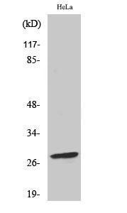 Western blot analysis of HeLa cells using Anti-BCL-2 (phospho Ser70) Antibody