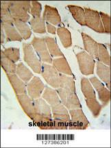 Anti-OLFML2A Rabbit Polyclonal Antibody (FITC (Fluorescein Isothiocyanate))