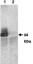 Anti-RNF25 Rabbit Polyclonal Antibody