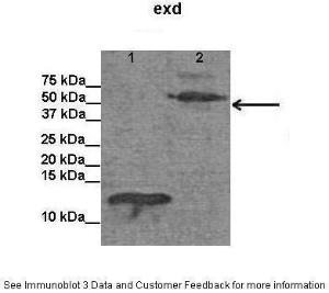 Anti-exd Rabbit Polyclonal Antibody