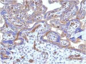 Immunohistochemical analysis of formalin-fixed, paraffin-embedded human placenta using Anti-Thrombomodulin Antibody [THBD/1782]