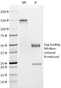 Anti-CD53 Mouse Monoclonal Antibody [clone: 63-5A3]