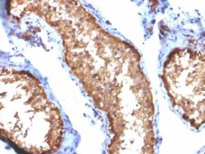 Immunohistochemical analysis of formalin-fixed, paraffin-embedded human testis using Anti-Vinculin Antibody [VCL/2572]