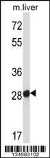 Anti-Olfr545 Rabbit Polyclonal Antibody (AP (Alkaline Phosphatase))