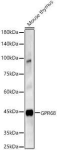 Western blot analysis of Mouse thymus, using Anti-OGR1 Antibody (A308648) at 1:1,000 dilution