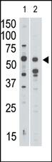 Anti-SIGLEC7 (D-siglec) Rabbit Polyclonal Antibody