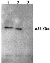 Anti-RNF25 Rabbit Polyclonal Antibody