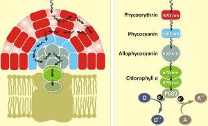 Cl apc cross linked allophycocyanin