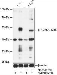 Western blot analysis of extracts of HeLa and HT-29 cells, using Anti-Aurora A (phospho Thr288) Antibody (A11002) at 1:1,000 dilution. HeLa cells were treated by Hydroxyurea (4mM) for 20 hours. HeLa cells were treated by Nocodazole (50ng/ml) for 20 hours.