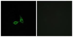 Antibody anti-CDH24 100 µg