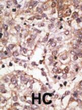 Anti-SIGLEC7 (D-siglec) Rabbit Polyclonal Antibody