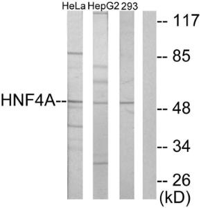 Western blot analysis of lysates from HepG HeLa, and 293 cells using Anti-HNF4 alpha + gamma Antibody. The right hand lane represents a negative control, where the antibody is blocked by the immunising peptide.