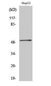 Western blot analysis of various cells using Anti-HNF4 alpha + gamma Antibody