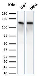 Western blot analysis of U87 and THP-1 cell lysates using Anti-Vinculin Antibody [VCL/2572]