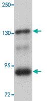 Anti-SEC16B Rabbit Polyclonal Antibody