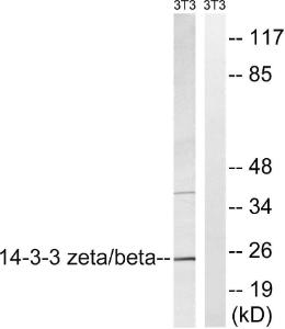 Western blot analysis of lysates from NIH/3T3 cells using Anti-14-3-3 beta + zeta Antibody. The right hand lane represents a negative control, where the antibody is blocked by the immunising peptide.