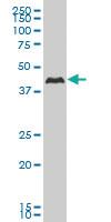 Anti-CSNK1G2 Mouse Monoclonal Antibody [clone: 2E6]